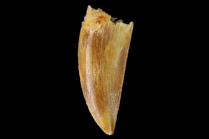 Serrated, Raptor Tooth - Real Dinosaur Tooth #159984